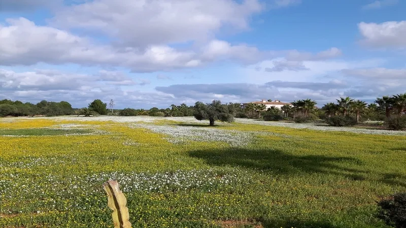 Finca in Santa Margalida - 130922c