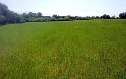 Finca in Sencelles - Plot
