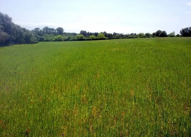Finca in Sencelles - Plot