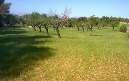 Finca in Sencelles - Gardens