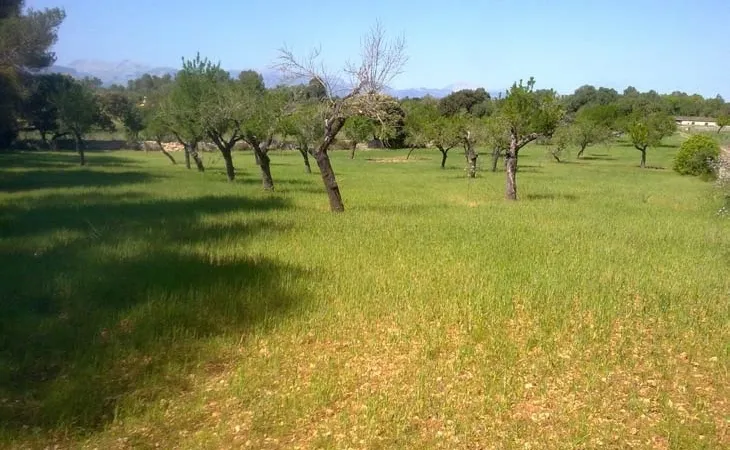 Finca in Sencelles - Gardens