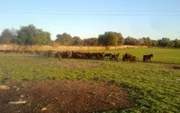 Finca in Sencelles - Plot for sale