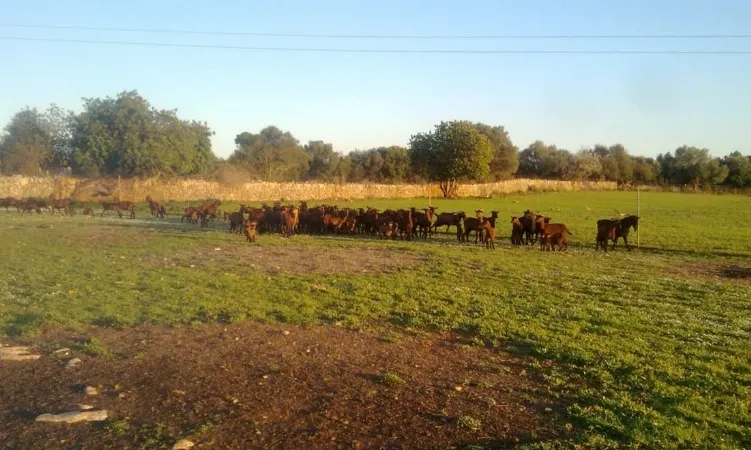 Finca in Sencelles - Plot for sale