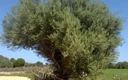 Finca in Sencelles - Plot