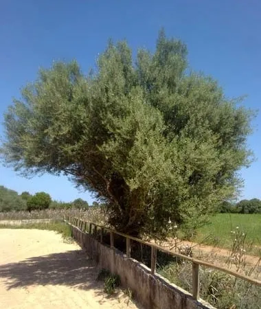 Finca in Sencelles - Plot