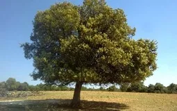 Finca in Sencelles - Plot area