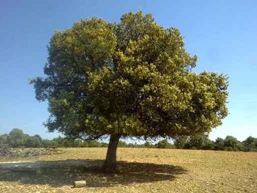 Finca in Sencelles - Plot area