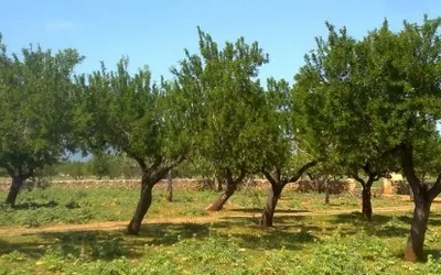 Finca in Sencelles - Finca for sale