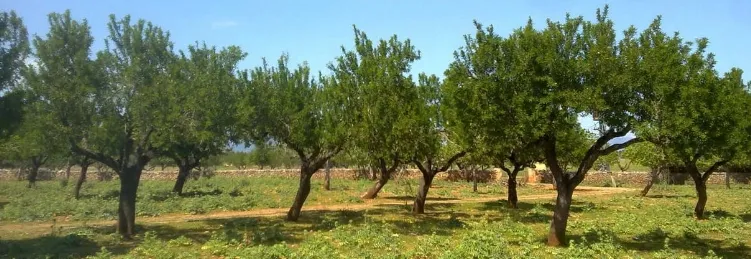 Finca in Sencelles - Finca for sale