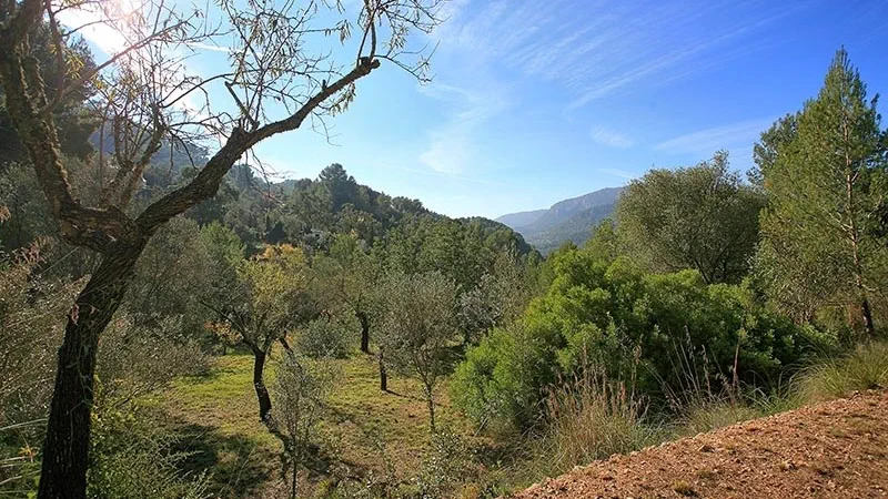 Finca in Esporles - TL104-1 (11)
