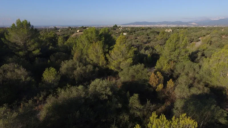 Plot in Sa Cabaneta - 5
