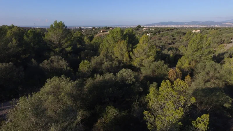 Plot in Sa Cabaneta - 7