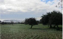 Finca in Calvià Village - Captura3