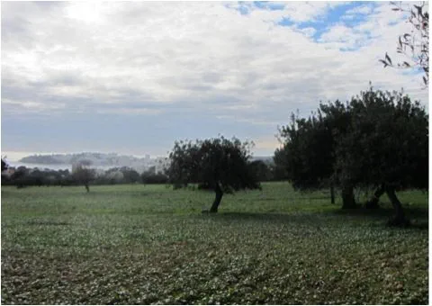 Finca in Calvià Village - Captura3