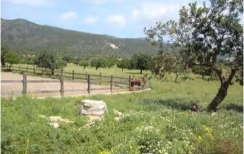Finca in Calvià Village - Captura4