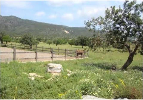 Finca in Calvià Village - Captura4