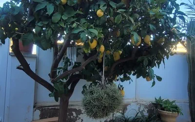 Townhouse in Sant Agustí - WhatsApp Image 2022-05-03 at 2.28.33 PM2