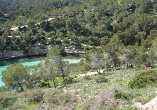 Building Plot in Portals Vells - DSC03514