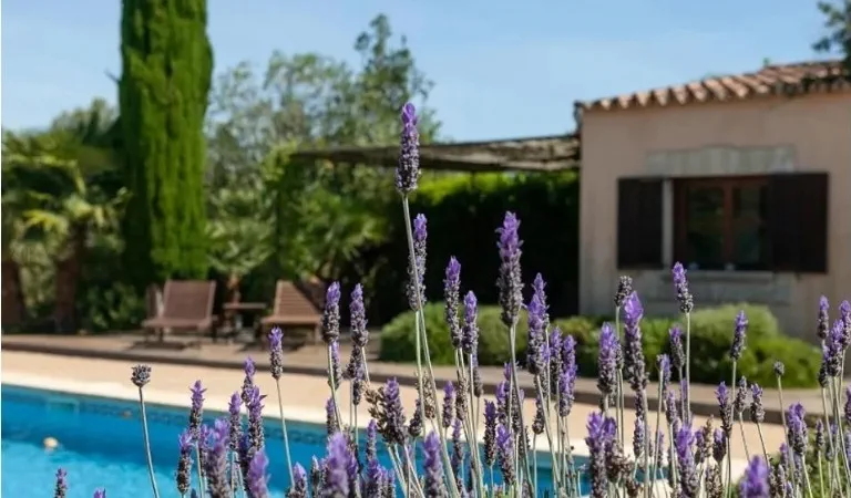Finca in Santa Maria del Camí - Captura5